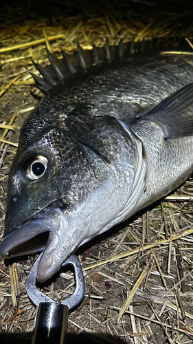 チヌの釣果