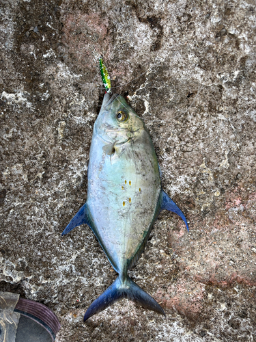 ナンヨウカイワリの釣果