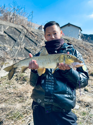 ニゴイの釣果