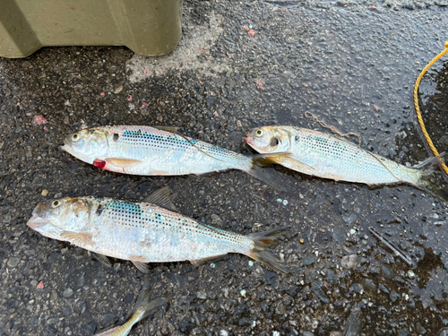 コノシロの釣果