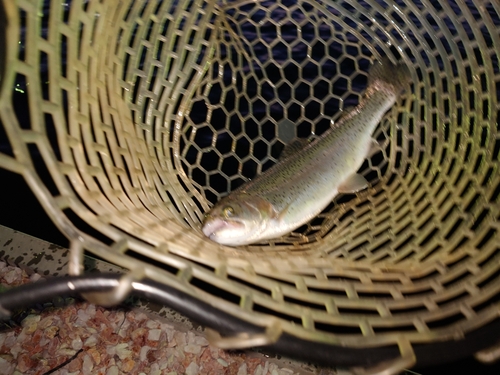 トラウトの釣果