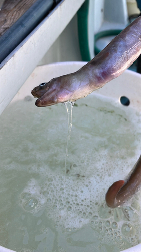 オキメバルの釣果