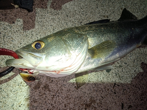 セイゴ（タイリクスズキ）の釣果