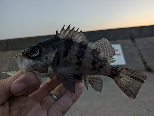 メバルの釣果