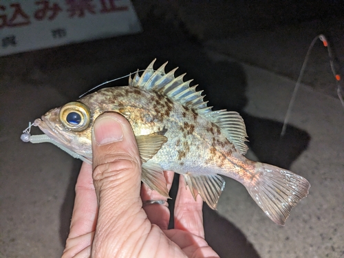 メバルの釣果