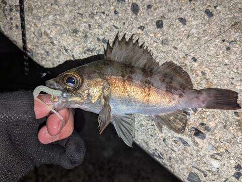 メバルの釣果