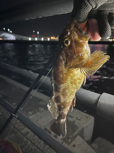 カサゴの釣果