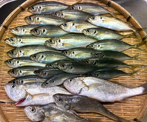 アジの釣果