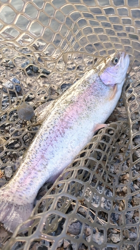 トラウトの釣果