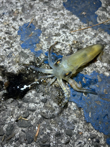 ヒイカの釣果