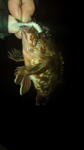 ガシラの釣果