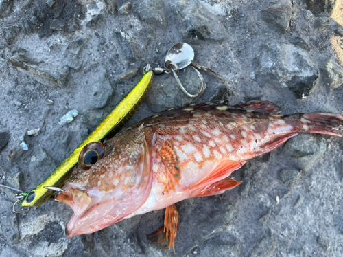 コノシロの釣果