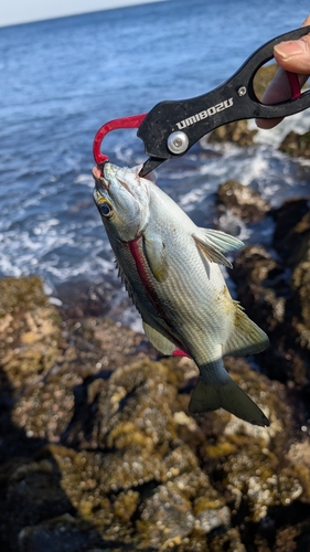 イズスミの釣果