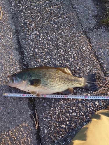 ブラックバスの釣果