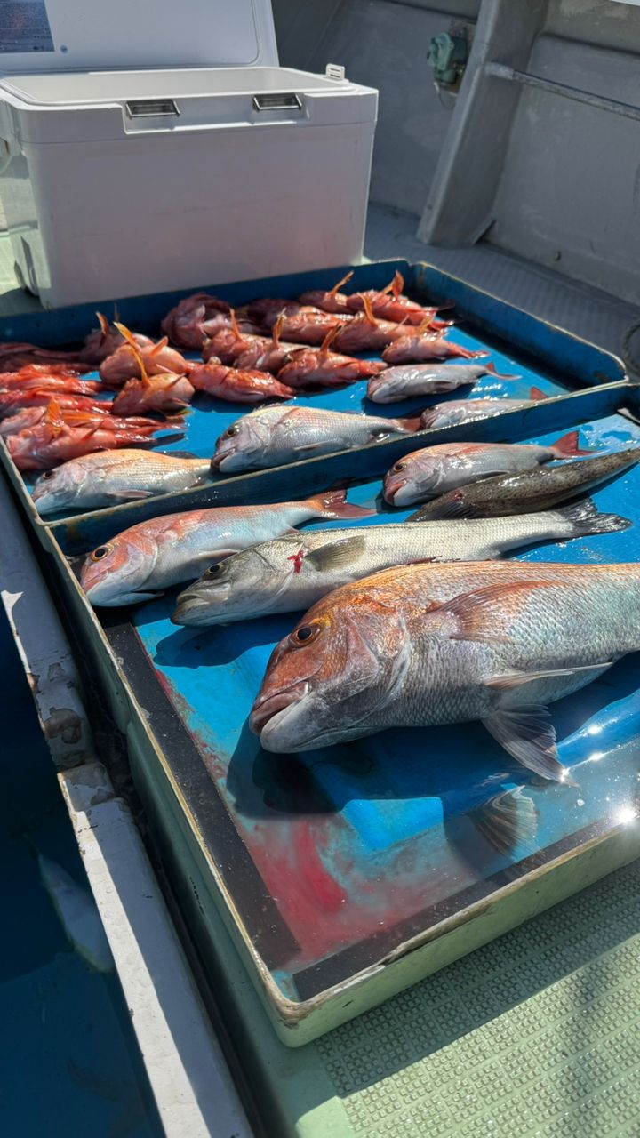 釣り好きシンパパ🫶さんの釣果 1枚目の画像