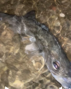 フッコ（マルスズキ）の釣果