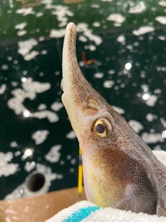 チョウザメの釣果
