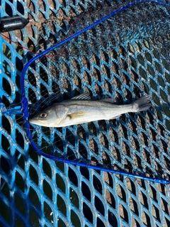 セイゴ（マルスズキ）の釣果