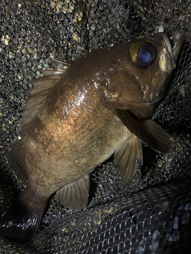 メバルの釣果