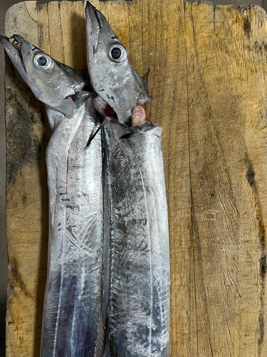 タチウオの釣果