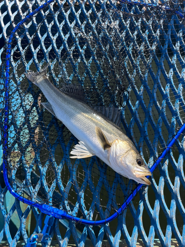 フッコ（マルスズキ）の釣果