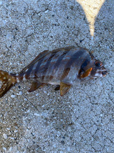 タカノハダイの釣果