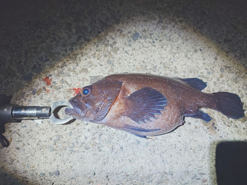 エゾメバルの釣果