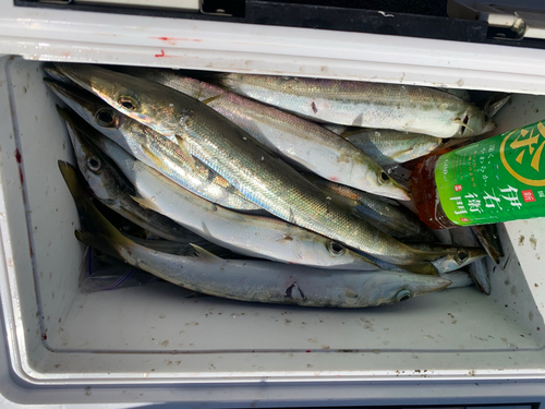 カマスの釣果