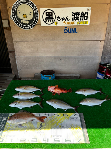 マダイの釣果