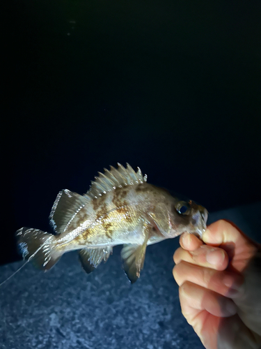 メバルの釣果