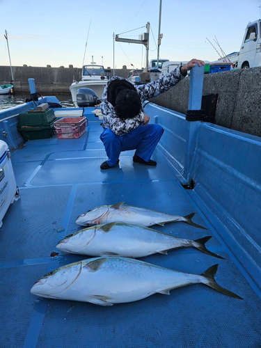 ブリの釣果