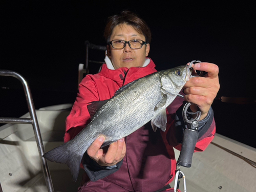 セイゴ（ヒラスズキ）の釣果