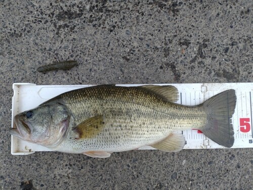 ラージマウスバスの釣果