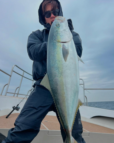 ブリの釣果