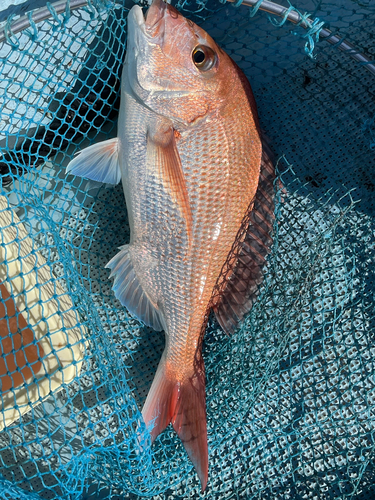 マダイの釣果