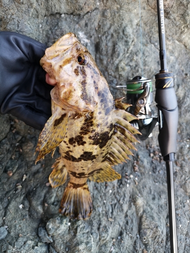 タケノコメバルの釣果