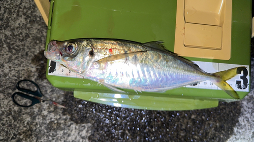 マアジの釣果