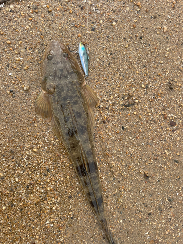 マゴチの釣果