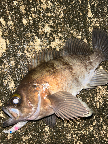 メバルの釣果