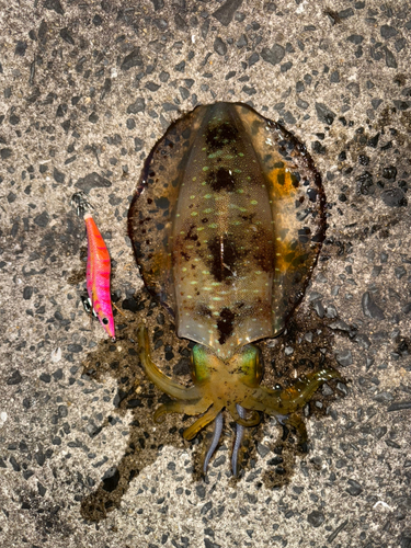 アオリイカの釣果