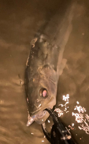 セイゴ（マルスズキ）の釣果