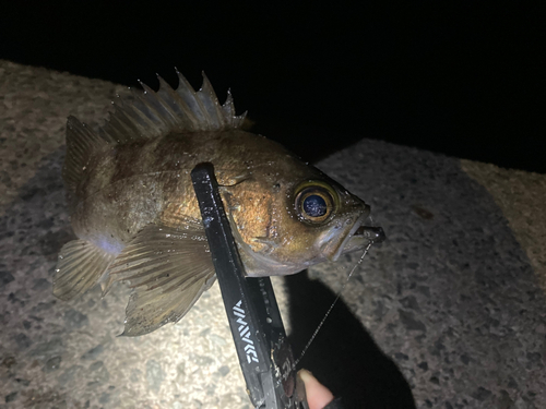 メバルの釣果