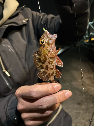 カサゴの釣果