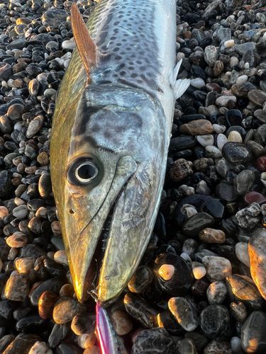 サワラの釣果