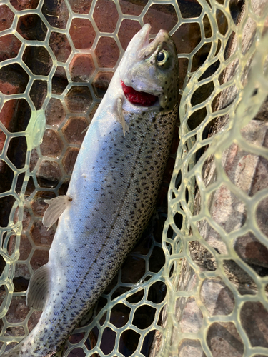 ニジマスの釣果