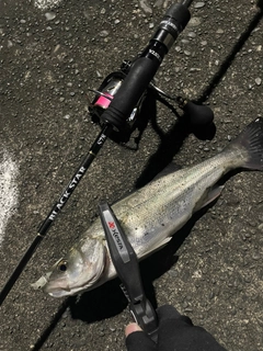 セイゴ（マルスズキ）の釣果