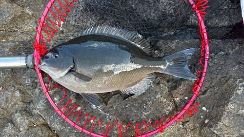 オナガグレの釣果