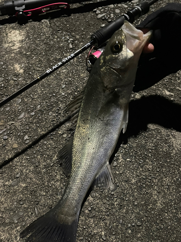 フッコ（マルスズキ）の釣果