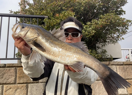 スズキの釣果