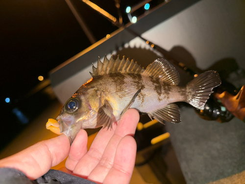 メバルの釣果